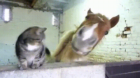 Cat: I like you a lot. Let me rub my face on your nostril. Horse: (snuffles because cat hair in nose