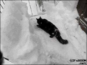cat in snow more funny cats more cute Kittens crazy $hit cats do more Amazing gifs, go here