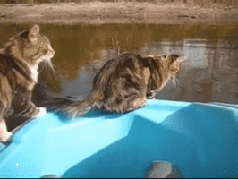 Cat makes huge leap off paddleboat.