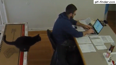 Cat Miscalculates Taxes | Gif Finder – Find and Share funny animated gifs
