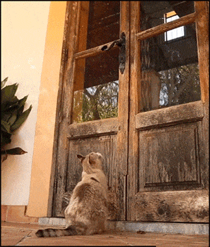 Cat Opens Door