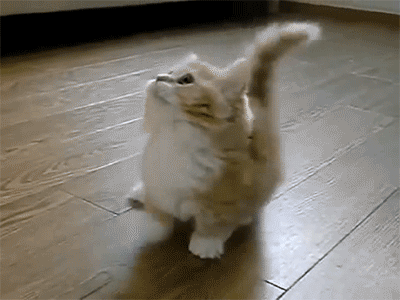 cat pics tumblr | The result was a Tumblr dedicated to cat-related reaction GIFs based ...
