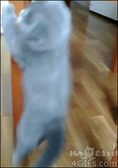 Cat Pole Dance - Cat GIF