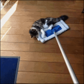 Cat transport.Thanks for following Cat Gif Central, the home of the cute.