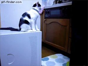 Cat Trolling | Gif Finder – Find and Share funny animated gifs