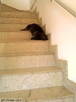 Cat walking down the steps | Gif Finder – Find and Share funny animated gifs