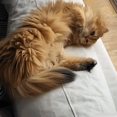catgifcentral: “Fluffy Cat”