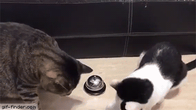 Cats are ringing a bell to get thier foods | Gif Finder – Find and Share funny animated gifs