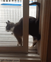 Cats are weird | Gif Finder – Find and Share funny animated gifs