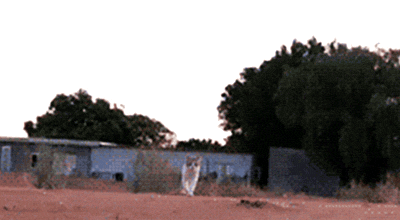 cats scared lol attack running omg wtf animals chasing suprise funny catch gif gifs - Find and share funny GIFs on GIFsme