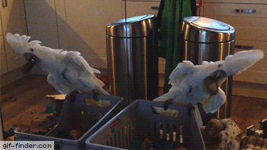 Cockatoo Scares Itself In Mirror | Gif Finder – Find and Share funny animated gifs