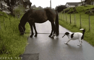 Come on! You said we could go for a walk. - Imgur