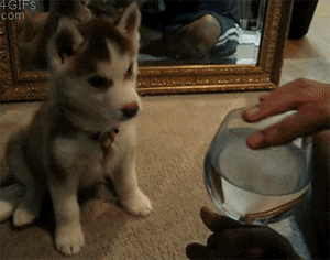 Confused husky pup…