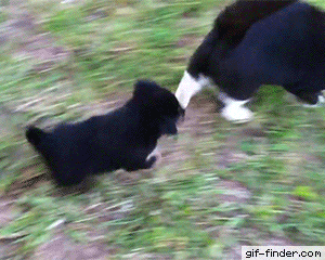 Cool cat meets rottweiler pup | Gif Finder – Find and Share funny animated gifs