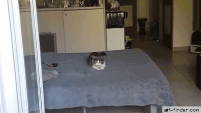 Crazy Caffeined Cat | Gif Finder – Find and Share funny animated gifs