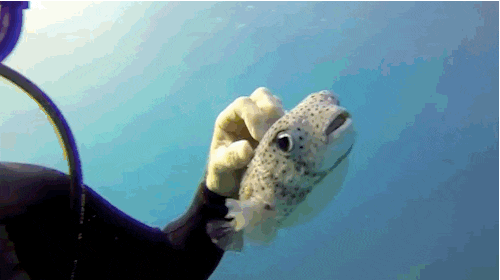 Curious Pufferfish Discovers He Really, Really Likes Being Pet - full video on the link (2:19 is where this gif is!