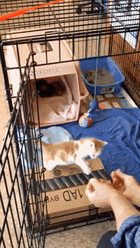 cute little kitty jump     crazy cats  more cute & funny gifs  crazy $hit & fails  more Amazing gifs, go here