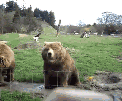 #CuteAnimals #AnimalReactions http://lolbook.com/post.asp?id=3322&tag=post#!Polite-Bear