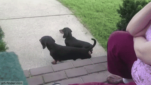 Dachshund Helps his Brother Do a Handstand | Gif Finder – Find and Share funny animated gifs