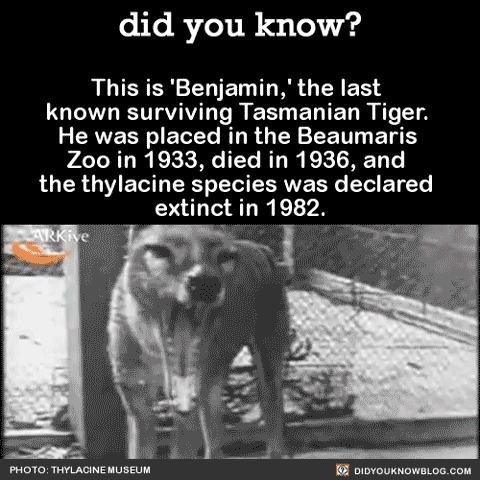 did you know? - This is ‘Benjamin,’ the last known surviving...