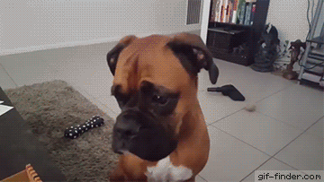 Dog dropping subtle hints | Gif Finder – Find and Share funny animated gifs