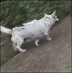 Dog enjoys using a hill to slide down to scratch his back