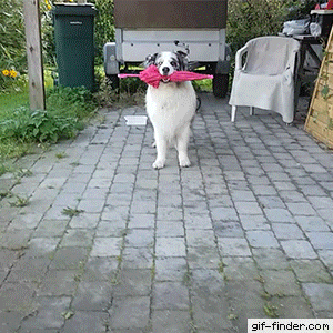 Dog Performs His Umbrella Dance