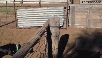 Dog Running On Sheep | Gif Finder – Find and Share funny animated gifs