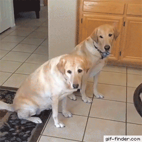 Dog Siblings Are Equally Terrible at Catching Stuff