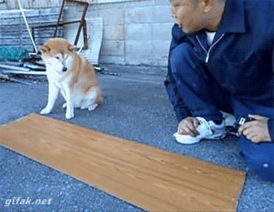 Doge GIFs on Giphy