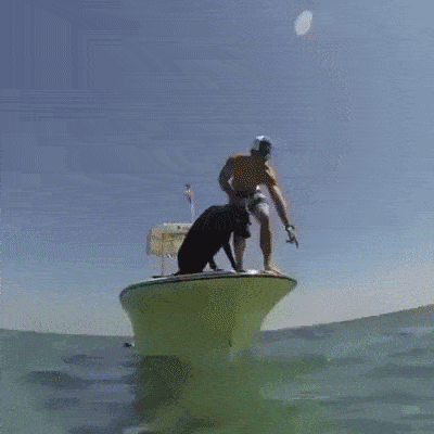 Doggo does a dive funny pics, funny gifs, funny videos, funny memes, funny jokes. LOL Pics app is for iOS, Android, iPhone, iPod, iPad, Tablet