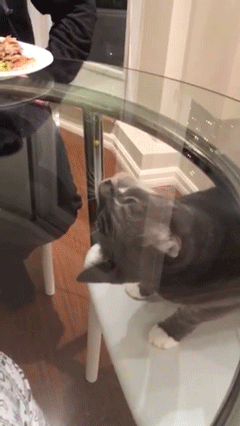 Dogs & Cats on Glass: Cute Pets Who Don't Understand Clear Surfaces