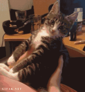 DON’T KITH ME, HOOMAN! | 8 Best Cat GIFs Of The Week