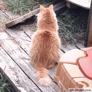 Drunk Cat | Gif Finder – Find and Share funny animated gifs