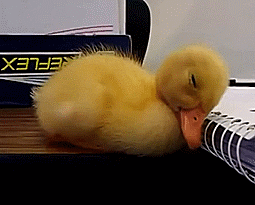 Duckling waking up. You have to see the head shake. Too cute!!! I think I just died a little!
