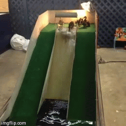 duckling waterslide .... if I ever get ducklings, I must seriously do this.