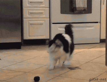 entirelypets:  This #cat is totally freaking out over this toy! =  Follow The best cat GIFs and videos!
