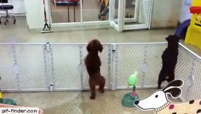 Excited puppy spots its owner | Gif Finder – Find and Share funny animated gifs