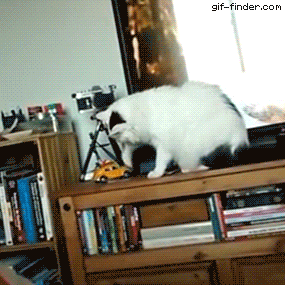 Farofa Cat | Gif Finder – Find and Share funny animated gifs