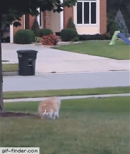 Fat Cat running from owner | Gif Finder – Find and Share funny animated gifs