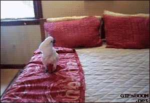 favorite hobby jumping on the bed   #crazy #cats more #cute...
