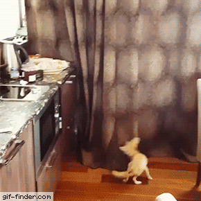 Fennec fox steals bread | Gif Finder – Find and Share funny animated gifs