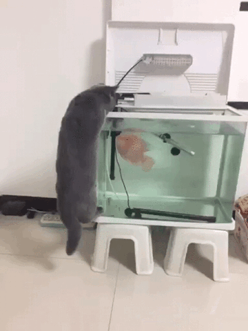 Fish attack cat - GIFspace