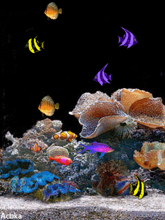 Fish ~ GIF ~ Ʀεƥɪאאεð вƴ ╭•⊰✿ © Ʀσxʌאʌ Ƭʌאʌ ✿⊱•╮