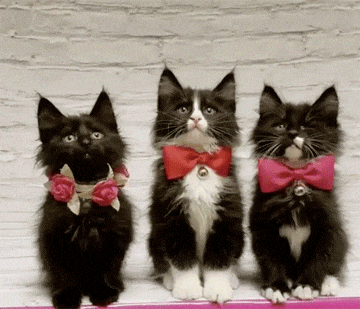 Focused Kittens