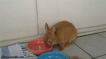 foinzz:foinzz:BEST FLOP EVER! Simba´s wet flop!Reblog Thursday! Ok, this gif has quite a few notes, but I think every bunny lover must see this : I have some good gifs from my bunnies for the future; follow me if you like my content! Thank you everybody for reblogging!