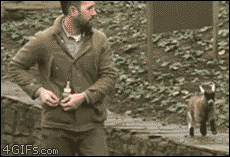 For animated GIFs, Benjamin likes to follow his human around town....