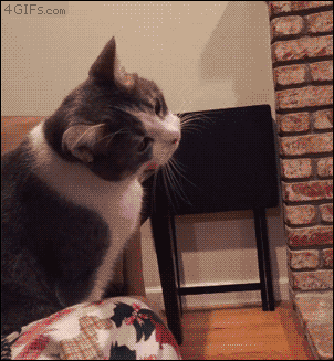 For animated GIFs, Potato the cat is intrigued by straws. [video]