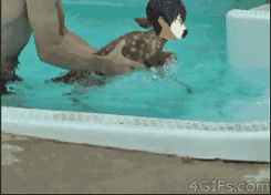 free iwatobi swim club | Tumblr ~ Must I describe?