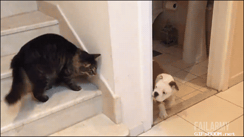 funny dog and cat gif. more here http://artonsun.blogspot.com/2015/04/funny-dog-and-cat-gif-more-here.html